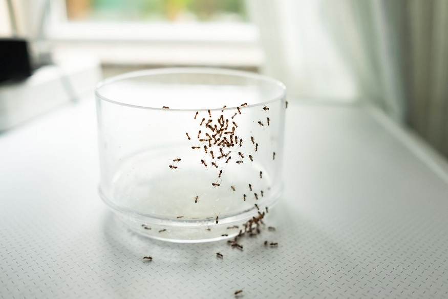 Commercial Ant Treatment