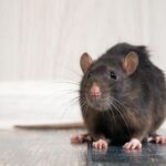 DIY Tips to Find and Get Rid of Rats and Rodents