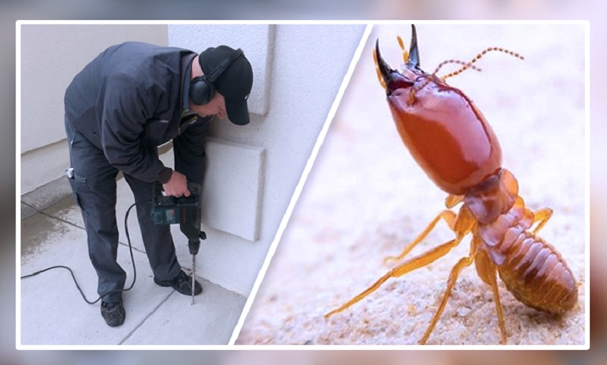 Termite Treatment