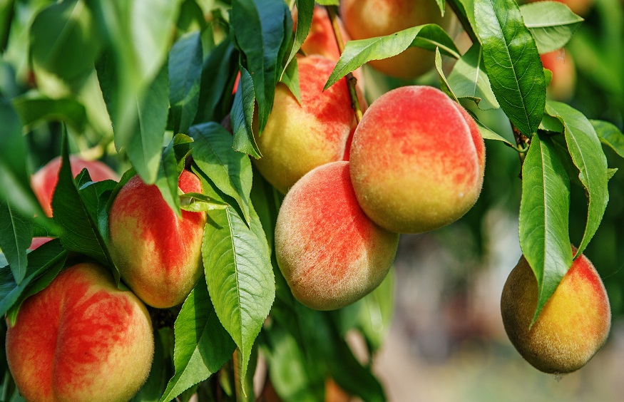 Fruit Trees That Thrive in City Gardens